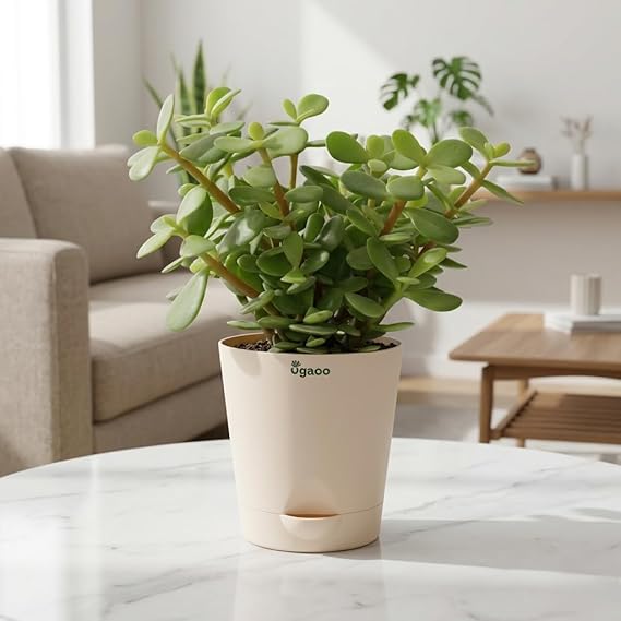 Ugaoo Good Luck Jade Plant with Self Watering Pot - Image 6